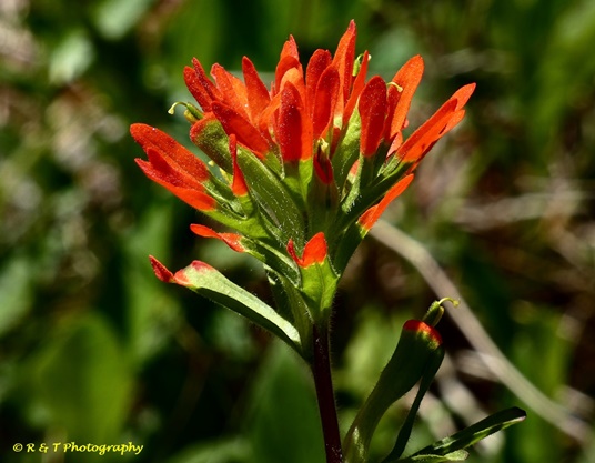 {Castilleja coccinea}